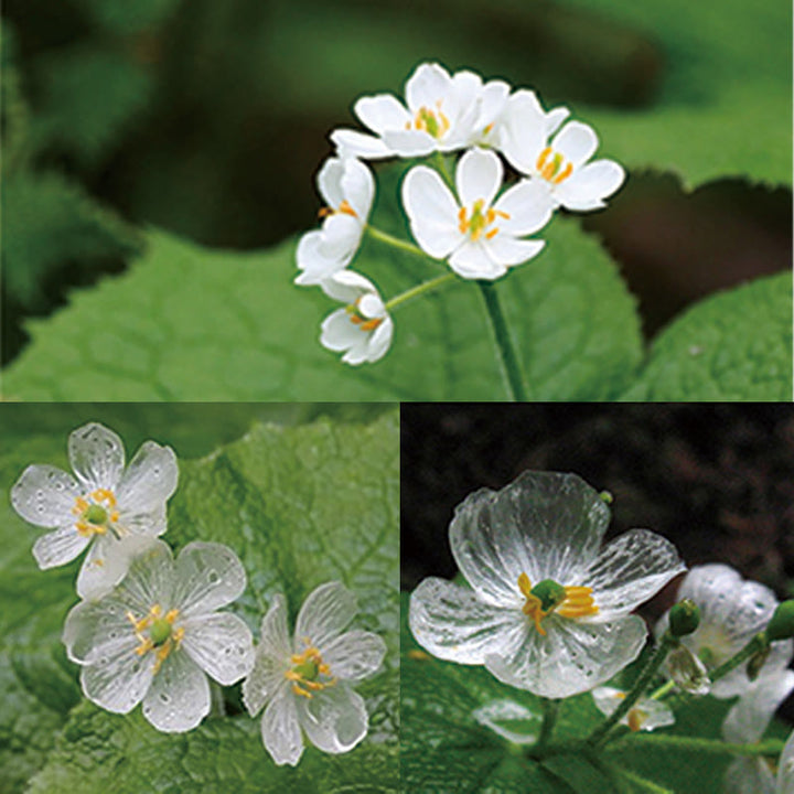 Buddha Stones 925 Srebro Sterling Biały Kryształ Szkielet Kwiat Regulowany Pierścień Uzdrawiający - image 14
